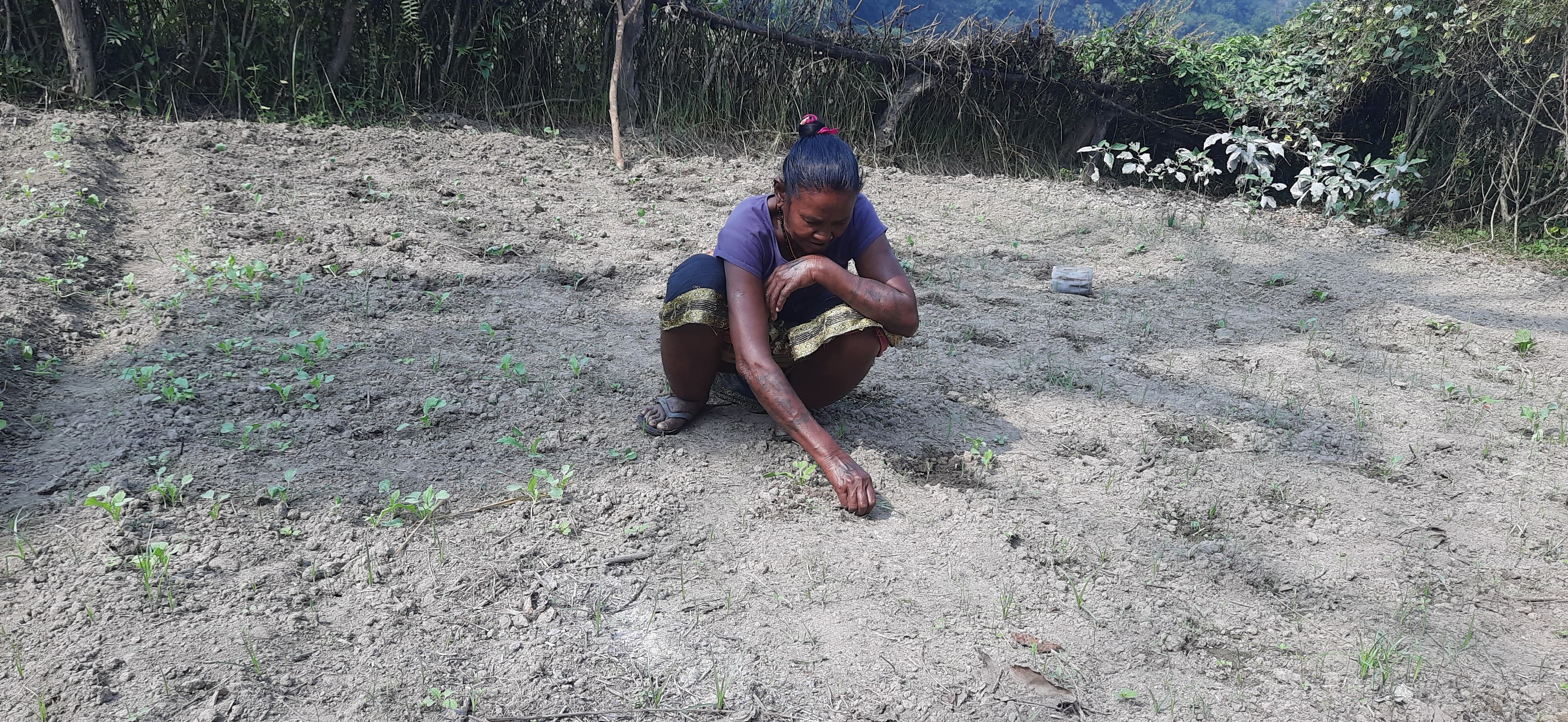 Soharatiya Tharu kann endlich wieder auf dem Feld arbeiten