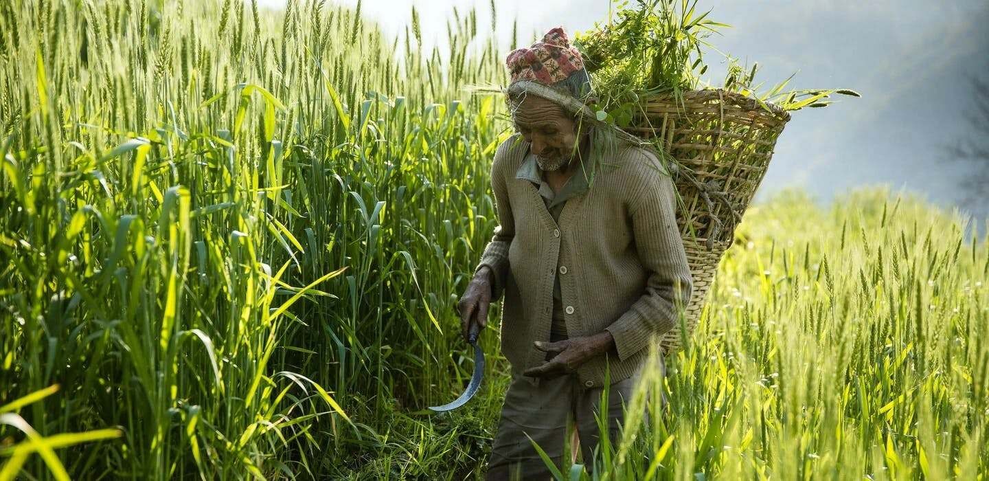 An old man in Nepal working in a field. The grasses around him are almost as tall as he is. He has a sickle in his hand and a basket for the grasses on his back.