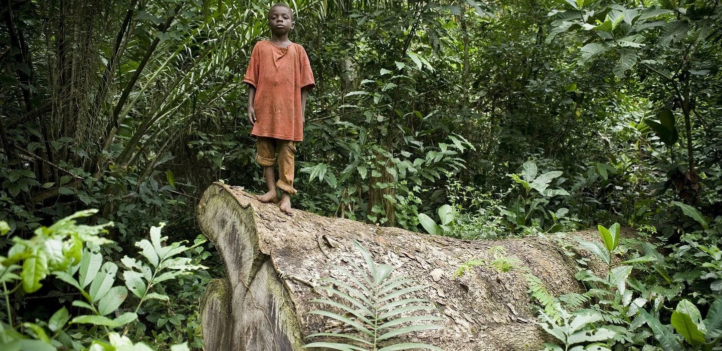 Ein kleiner Baka-Junge steht auf einem riesigen Baumstamm inmitten des Dschungels. Hier ihm ist der dichte Dschungel zu sehen.